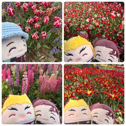 お花たくさん咲いてたね🌼