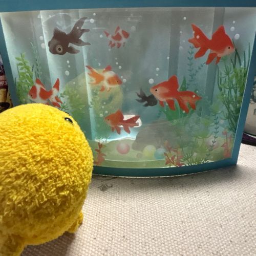 主の叔母から暑中お見舞いが届いたおきゃー
金魚綺麗おきゃ♫