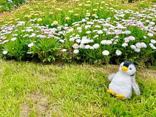 福岡市動植物園でおむかえされました！
記念の撮影は、ちょっと緊張･･･🐧