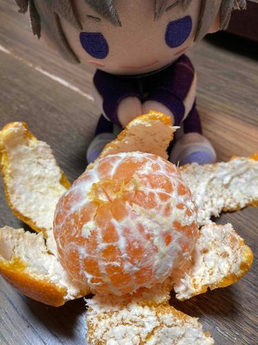 気がつけばもう師走だな。皆も、手足を冷やさないようにするんだぞ。近侍であるおれの今日の仕事は、あるじのみかんを剥いてさしあげることだった！これは夢未来みかんという名前のみかんで、おれの顔程にまん丸で大きく、瑞々しいみかんだった。外はだいぶ寒くなってきましたから、暖かい部屋の中で、明日もおれと一緒に食べましょうね、あるじ！