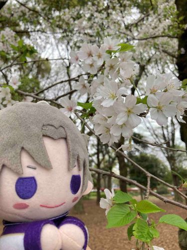 ようやく春らしい陽気になってきたと思ったら、暑かったり寒かったりと体調を崩しそうな日が続いているな。皆は大丈夫か？これは、あるじの護衛として外出した時、強い風と雨で桜が散ってしまう前にと桜を見にいった時の写真だ。お世辞にもいい天気とは言えなかったが、つゆに濡れる桜も趣があって、これはこれでよいものだな。