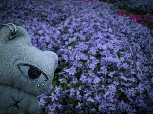 芝桜