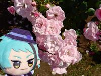じぇ🌷