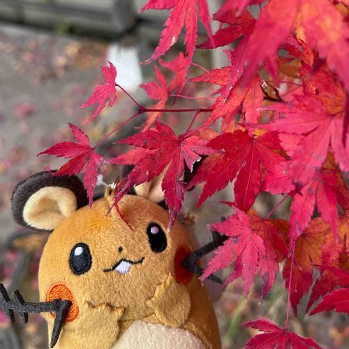 🍂