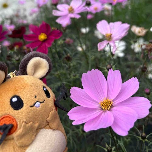 花🌸