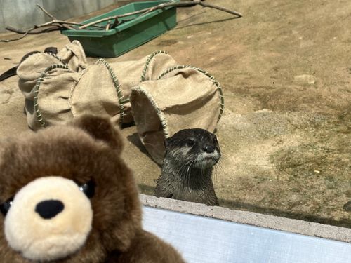 ああぁ、コツメカワウソちゃん…！
大サービスだぁ〜！！😍💕