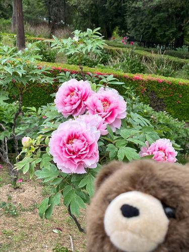 お花を愛でるお気に入りスポット
埼玉県の
「東松山ぼたん園」
牡丹は1番いいタイミングで来ることができたよ〜🧸
これから芍薬に交替して園内を彩ってくれそうな蕾がたくさん

牡丹はお花がおーーきくて
ふわふわのひらひらで
色がきれいで大好き❣️

西日本の人は、鳥取県の大根島にある「由志園」にぜひ行ってほしいなぁ
