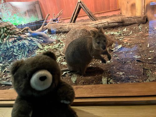 クォッカワラビーちゃん
ニッコリ？かな？🧸🦘

たんぽぽの主は
こども動物自然公園を
小さい動物園だと思って
気軽に来てしまったよ

とっても広くて
動物さんの展示の仕方がおもしろくて
時間をかけて楽しむ立派な動物園だったよ
今度は朝から気合いを入れて来なくっちゃ🧸