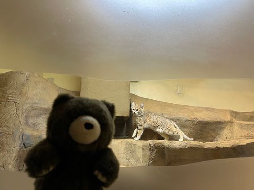 スナネコさん
ねこさんだけど
にゃーにゃーじゃなくて
「あぉ〜わんわん」
って低い声で鳴いてたよ
そんな…鳴き声なんだ…ってビックリしたよ🧸