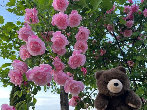 近所のスーパーで植えてたバラがとってもきれい
ツルバラさんの支柱が足りなくなって伸びて枝垂れてるのが、ダメな気はするけど綺麗だ