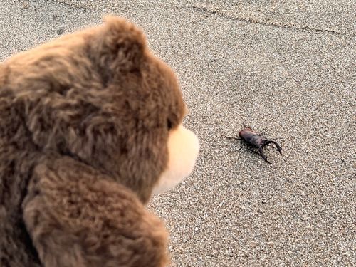浜辺を朝散歩してたら立派なクワガタさんと会ったよ
クワガタさんもお散歩かな
波🌊にさらわれちゃうから、草の生えてるところに行ってもらったよ🧸