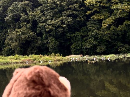 朝になってサギさん達が群れでやってきたよ
あそこが朝ご飯ブッフェ会場