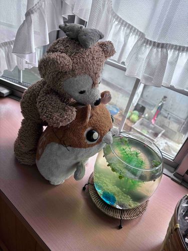 メダカの観察