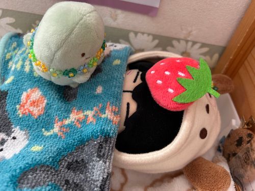きょうはおねつ🤒でてまったからねとったよ……
ほんまかちゃん、かんびょうしてくれてありがとう🍀