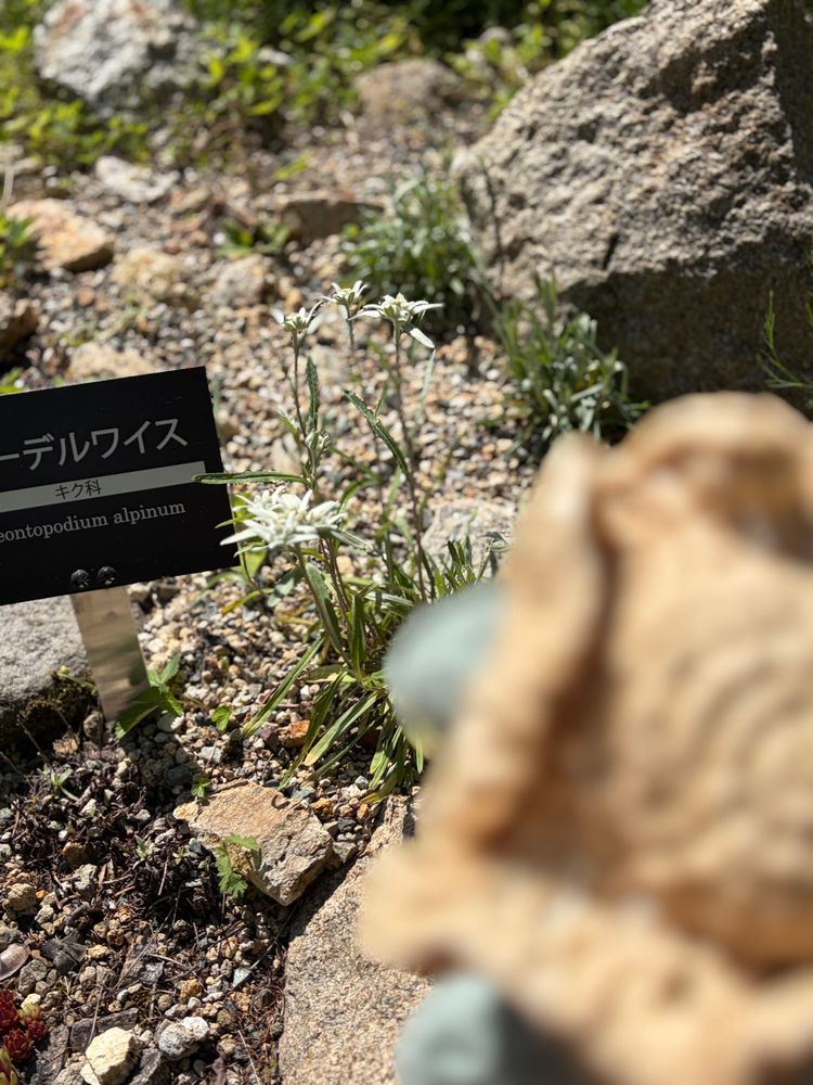 ことしも エーデルワイスをみにいったよ💐
花ことばは「たいせつな思い出」なんだよ✨
