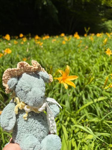 しょくぶつえんに いったよ🌸
いろんなお花がみれて たのしかった✨

ニッコウキスゲってお花なんだけど ユリじゃないんだって👀 にてるよね✨

あじさいは もうすこしかなあ〜