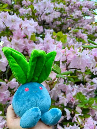 新しいお友だち！ナゾノクサちゃんだよ🌱
ツツジが綺麗だねえ🌺