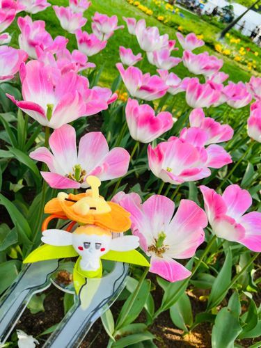 かわいい配色のチューリップ、綺麗だったね💐