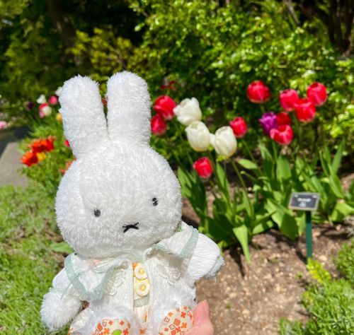 (・×・) あ、チューリップ！💐