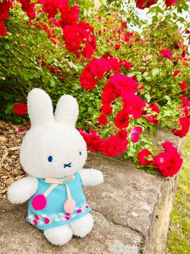 今日はミッフィーのお誕生日！！
バラフェスタでいっぱい撮ってきたから見てもらおうね🌹