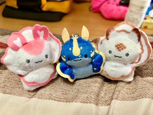 うみうしちゃんたちがやってきた！
左からカニカマ、アオウミウシ、ホタテちゃんらしい