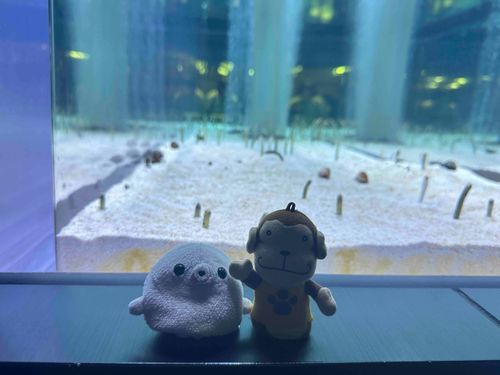 すみだ水族館に行ってきたよー
ちんあなごがみんなこっち見てて面白かった😂😂😂
その後もんじゃお腹はち切れるくらいまで食べたよ
もんちゃんあまりもんじゃ食べる機会なかったからもんじゃ焼くの楽しかった〜😙
ソフトクリーム屋さんのかき氷食べたんだけど、氷がふわっふわでクリームが濃厚でちょー！美味しかったの！！！上にも下にもクリームあってマンゴーとベストマッチ！！！これはもんちゃん人生トップスリーに入るくらい美味しいかき氷だったね、、、、🍧
夜ご飯には冷たいすだちうどんを食べたよ
やっぱり夏は爽やかなうどんが食べたくなる〜！
