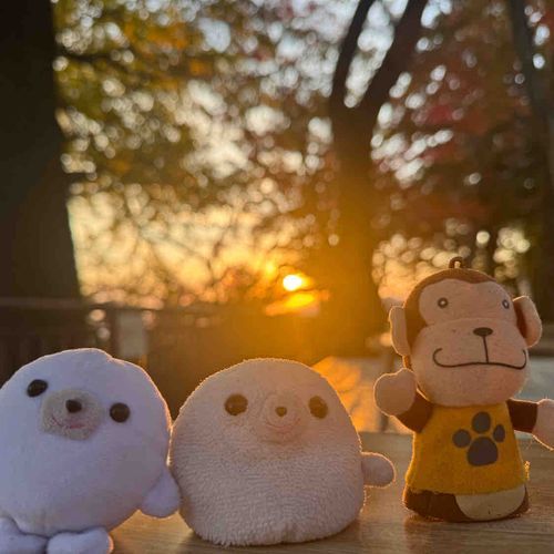 紅葉見に行ったよ🍁
ちょうど日が沈む頃に行ったから綺麗な夕日見れたんだ〜
お山の上から平野を見渡せて眺めが良かったよ
