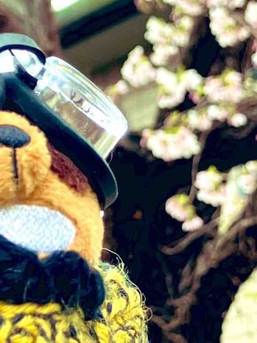 きぬたぬきくんです。
近くの桜、咲き始めました🌸
でも今日は雪も降ってます。