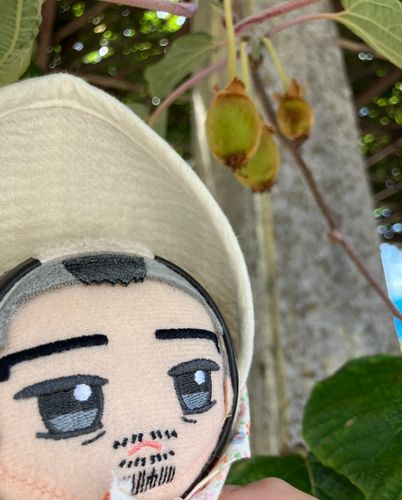 ママが学校で水遣り行ってる🥝です。今年は豊作の予感…✨