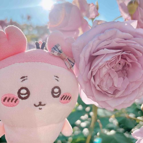 このバラの色、パシみたいパシ🌹