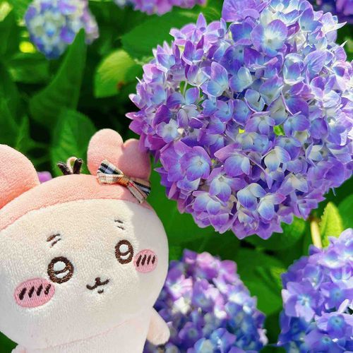 もうあじさいが咲いてるってメンダコちゃんが喜んでたパシ🩵
