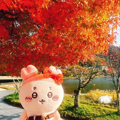 紅葉🍁パシ、、、