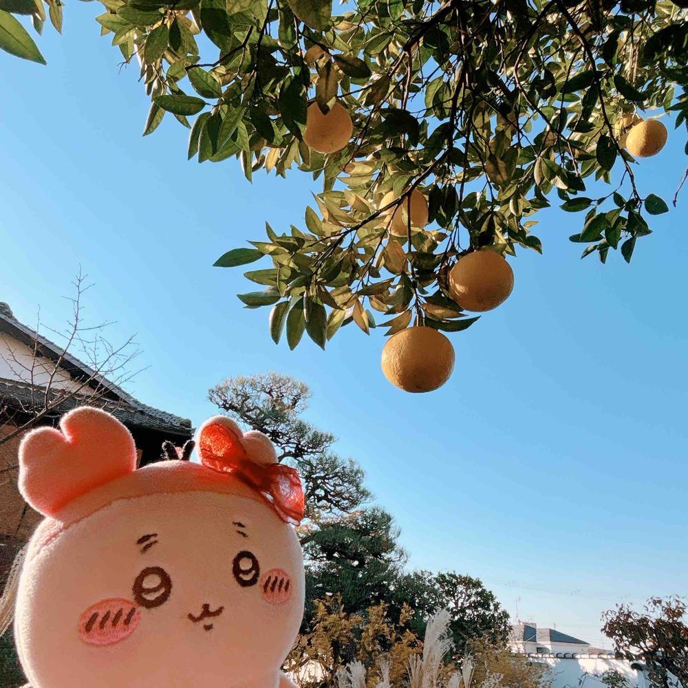 紅葉とすすきとなんかくだものパシね。