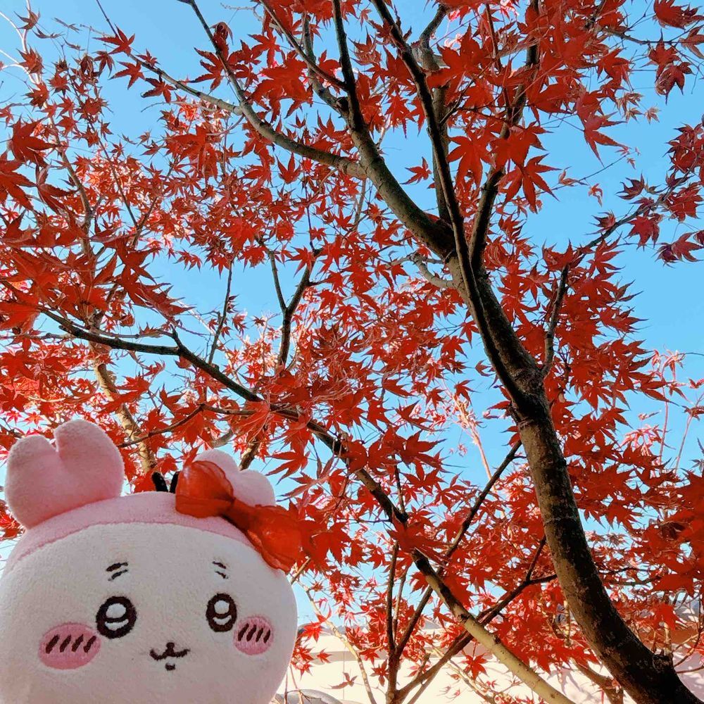 紅葉とすすきとなんかくだものパシね。