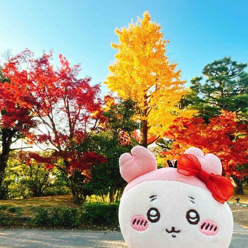 紅葉とすすきとなんかくだものパシね。