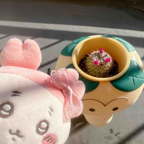 うちのサボちゃんまたお花咲いたパシ🌸サボテンを枯らす記録がこの子で打ち破られたパシ