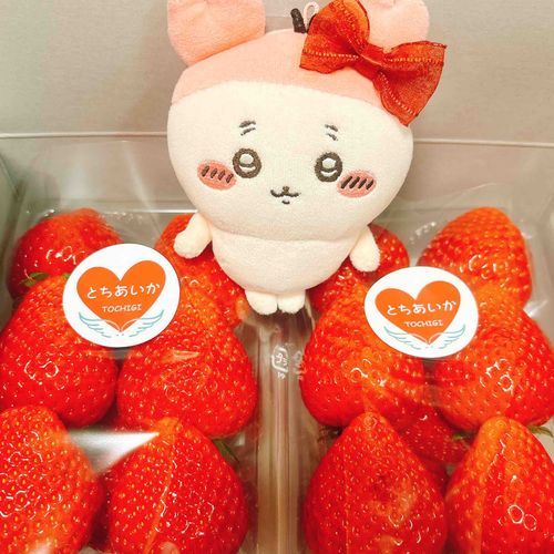 最近はおいしいものばかりたべてるパシ🍓
