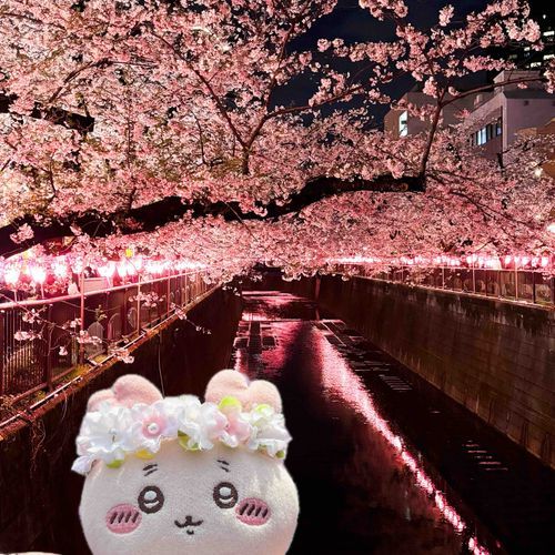 夜桜も良い感じパシね🌸🌙