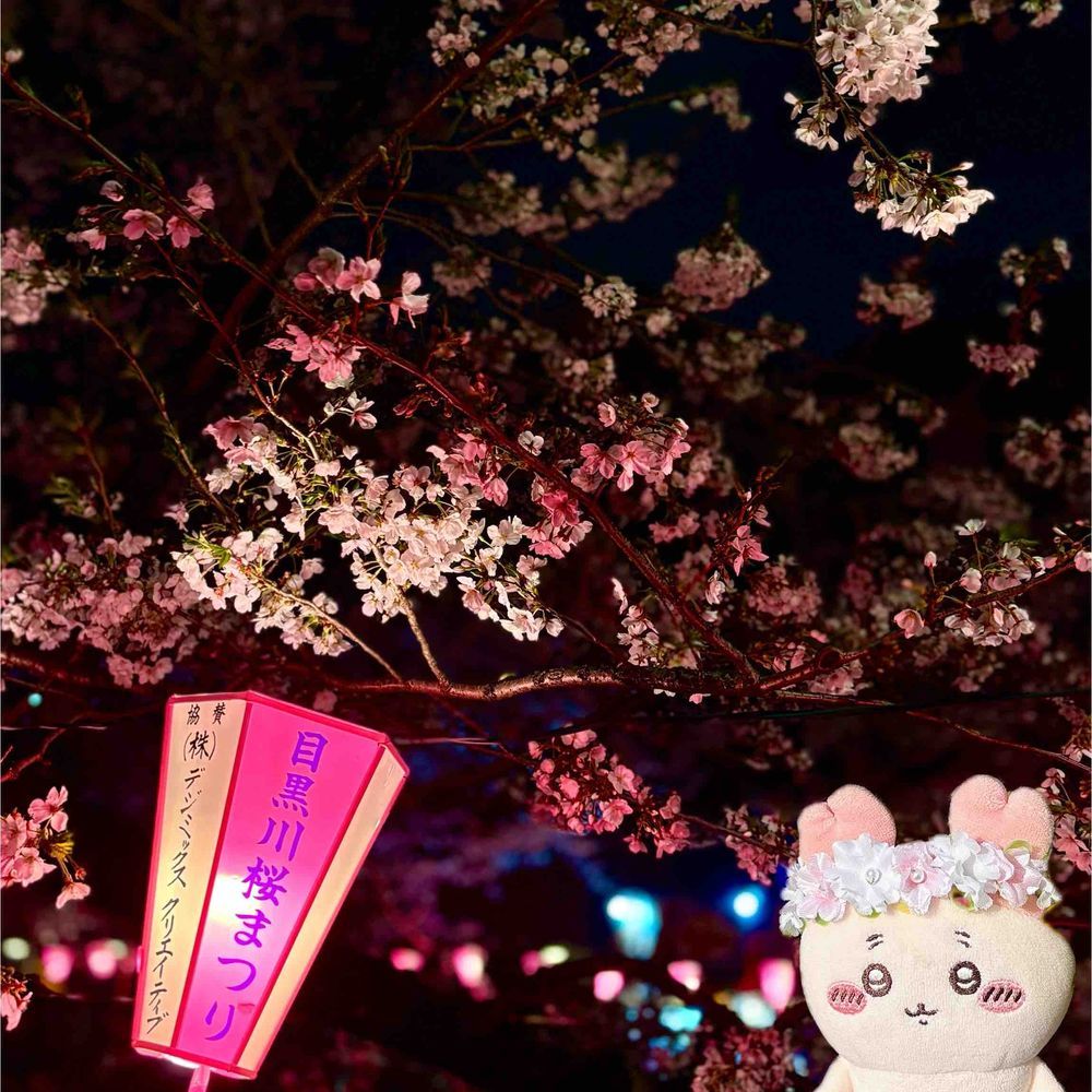 夜桜も良い感じパシね🌸🌙