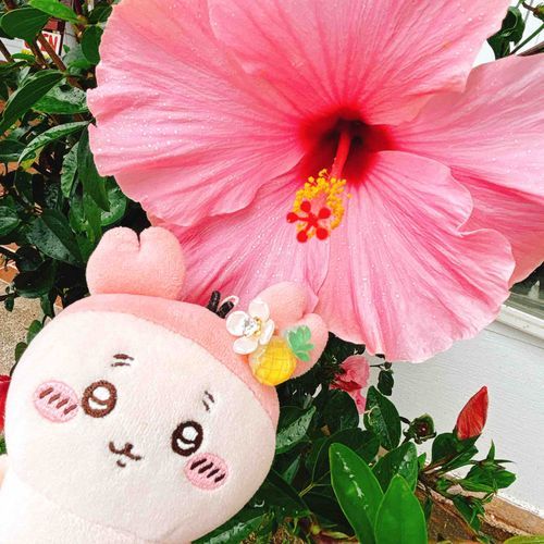 ドデカハイビスカス🌺パシ！！