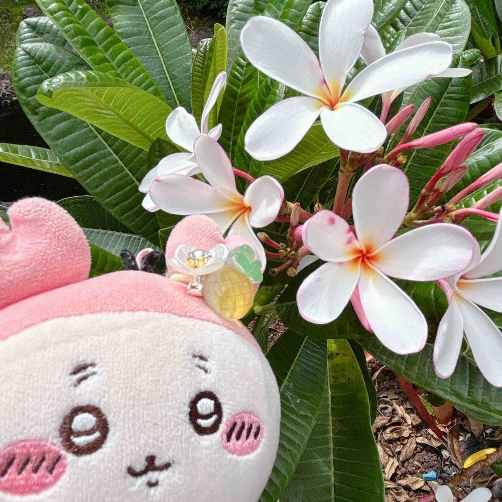 お花も海も空もぜんぶキレイだったパシ！！！！！