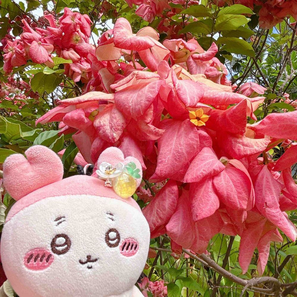 お花も海も空もぜんぶキレイだったパシ！！！！！
