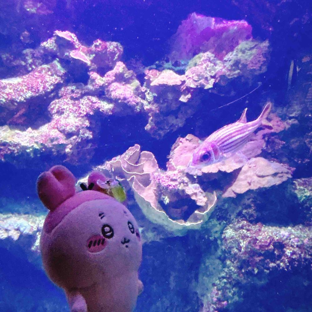 マウイオーシャンセンターって水族館みたいなとこにも行ったパシ🐠お土産にカニとメンダコとヒトデの何かをげっとしたパシ！