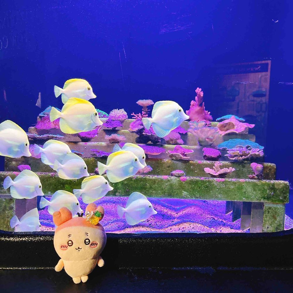 マウイオーシャンセンターって水族館みたいなとこにも行ったパシ🐠お土産にカニとメンダコとヒトデの何かをげっとしたパシ！