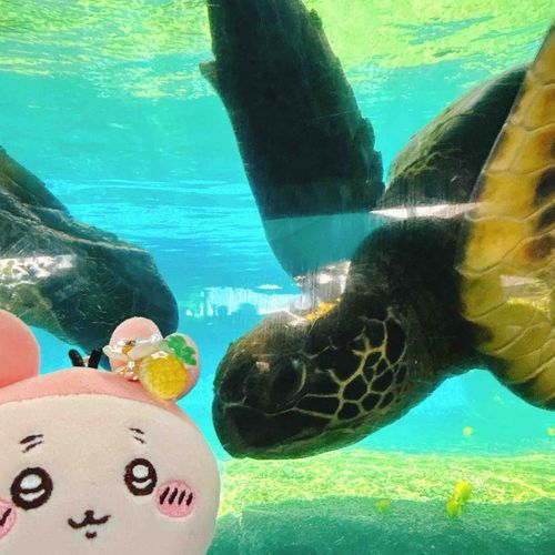 マウイオーシャンセンターって水族館みたいなとこにも行ったパシ🐠お土産にカニとメンダコとヒトデの何かをげっとしたパシ！