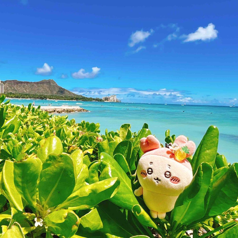 ハワイ楽しかったパシ🌺また連れてってほしいパシ✈️そろそろハワイ投稿終わりパシ！