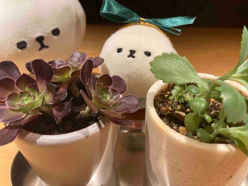 🌱♪