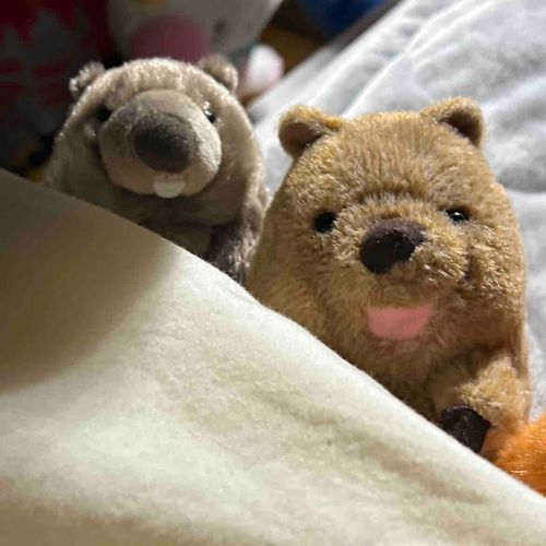 クオッカの相棒、やっと退院して家帰ってきた
応援してくれたみんなありがとう