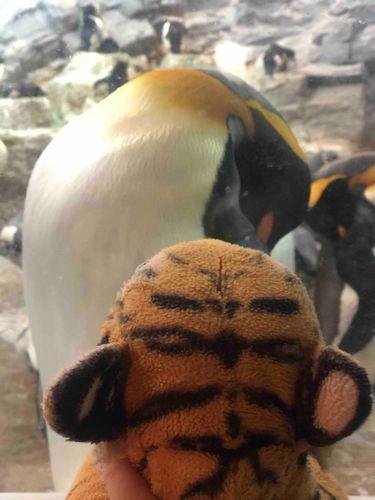 寝ているペンギンさんと