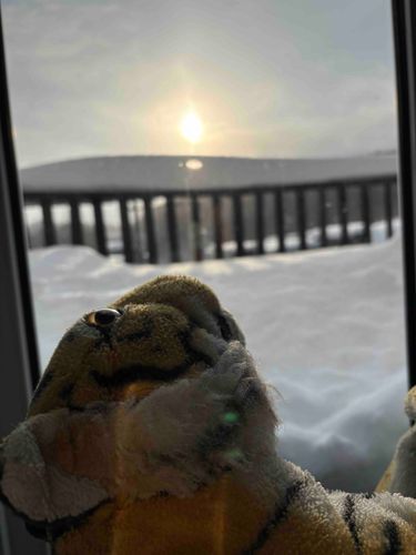 雪降り始めた❄️
